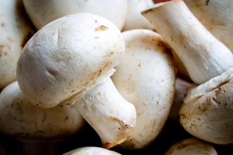 Mushrooms Stock Photos