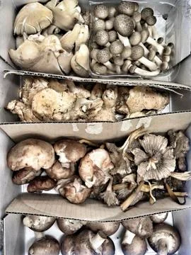 Mushrooms Stock Photos