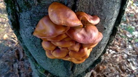 Mushrooms 写真素材