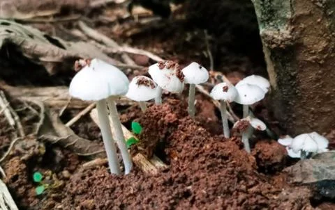 MUSHROOMS Stock Photos