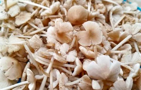 MUSHROOMS Foto stock