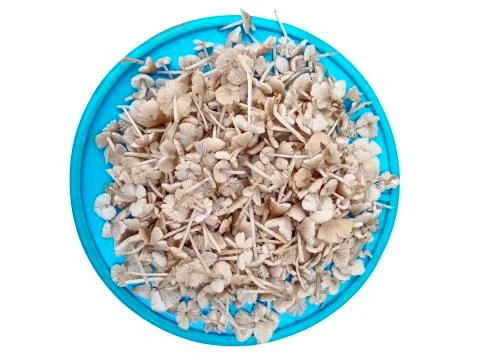 MUSHROOMS Stock Photos