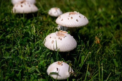 Mushrooms Stock Photos