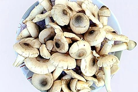 MUSHROOMS Stock Photos