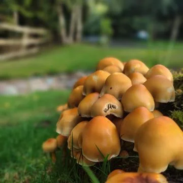Mushrooms Stock Photos