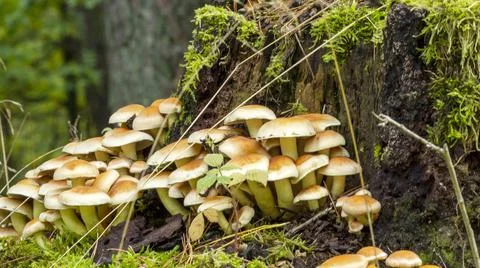 Mushrooms Stock Photos