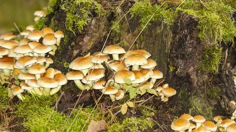 Mushrooms Stock Photos