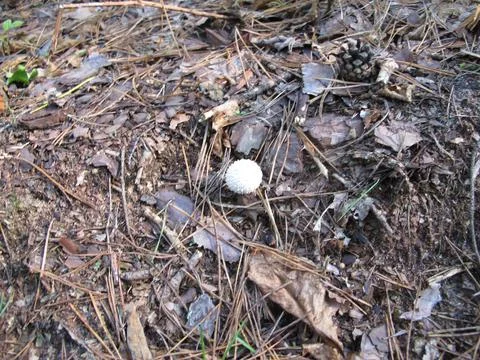 Mushrooms 스톡 사진