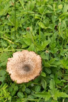 Mushrooms. Stock Photos