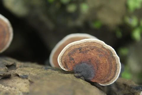 Mushrooms Stock Photos