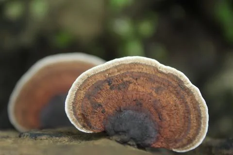 Mushrooms Stock Photos