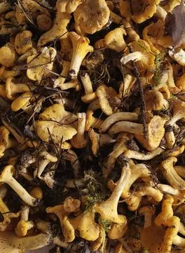 Mushrooms Stock Photos