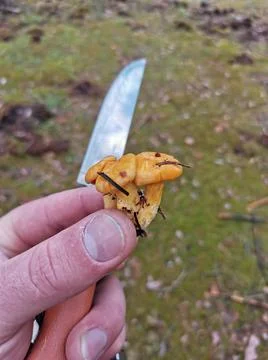 Mushrooms Stock Photos