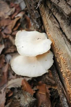 Mushrooms Stock Photos