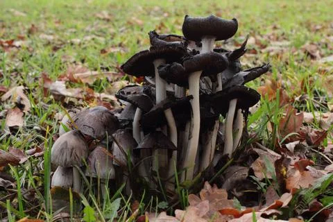 Mushrooms Stock Photos