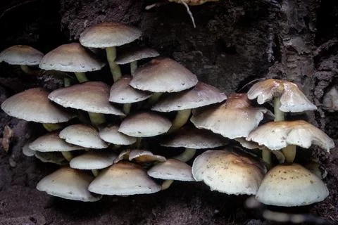 Mushrooms Stock Photos