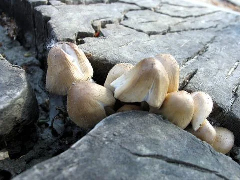 Mushrooms Stock-Fotos