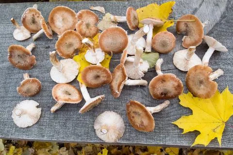Mushrooms Stock Photos