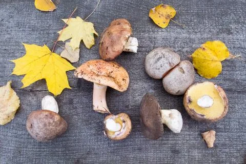 Mushrooms Stock Photos