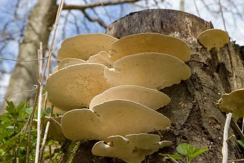 Mushrooms Stock Photos