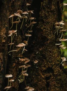 Mushrooms Stock Photos