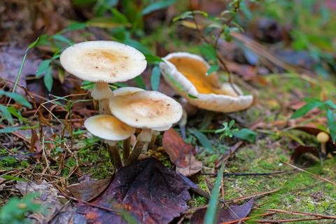 Mushrooms 写真素材