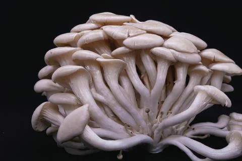 Mushrooms Stock Photos