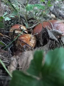 Mushrooms Stock Photos