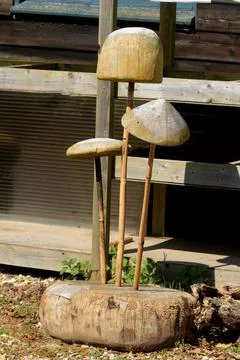 Mushrooms Stock Photos