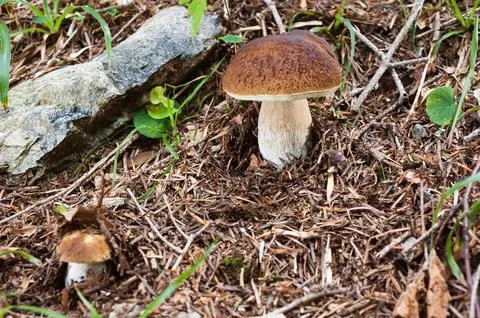 Mushrooms Stock Photos