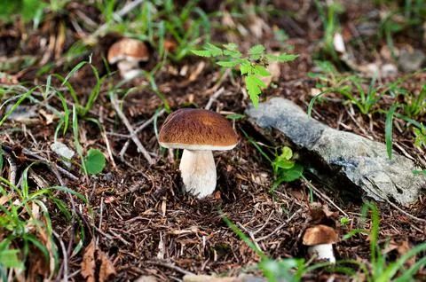 Mushrooms Stock Photos
