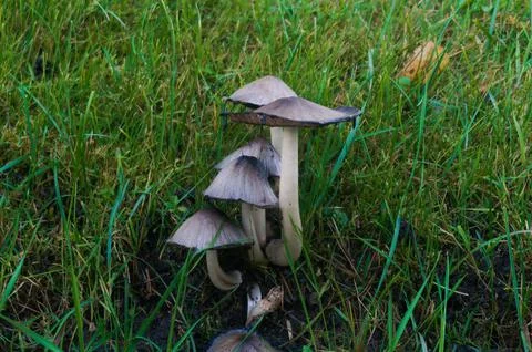 Mushrooms Stock Photos