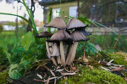 Mushrooms Stock Photos