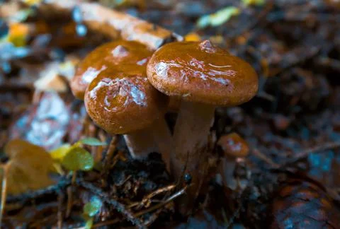 Mushrooms Stock Photos