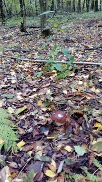 Mushrooms Stock Photos