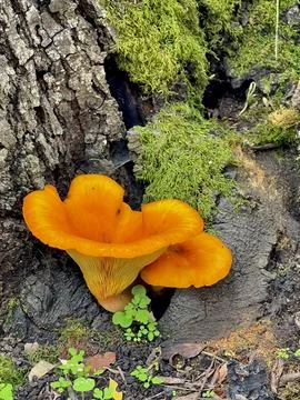 Mushrooms Stock Photos