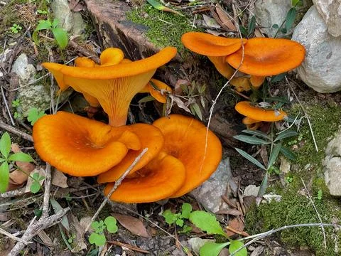 Mushrooms Stock Photos