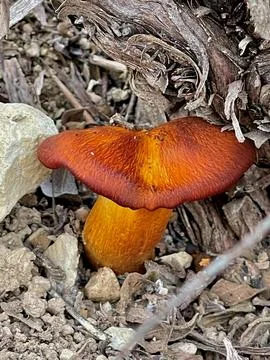 Mushrooms Stock Photos