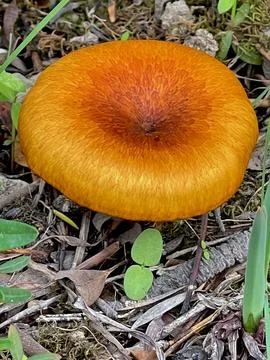 Mushrooms Stock Photos