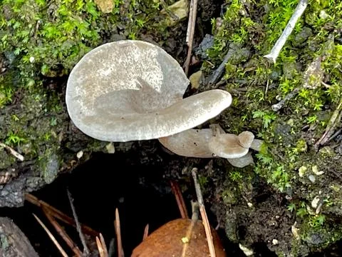 Mushrooms Stock Photos