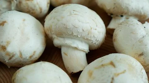 Mushrooms Stock Photos