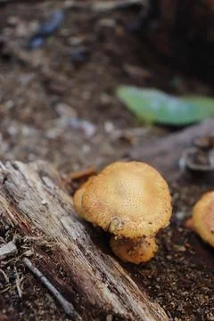 Mushrooms Foto stock