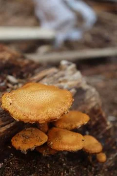 Mushrooms Stock Photos