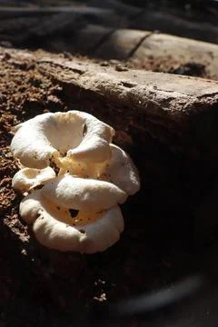 Mushrooms Foto stock