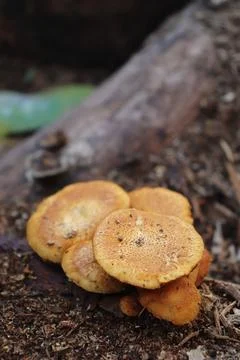 Mushrooms Foto stock