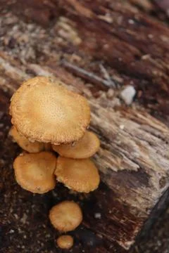 Mushrooms Foto stock