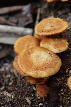 Mushrooms 스톡 사진