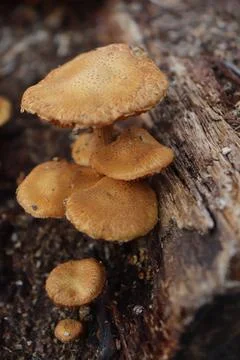 Mushrooms Foto stock