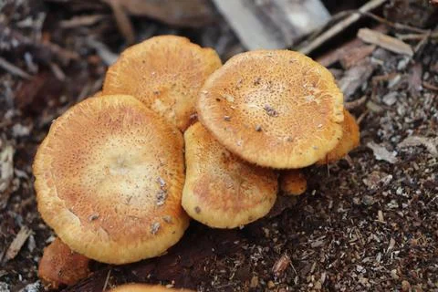 Mushrooms 스톡 사진