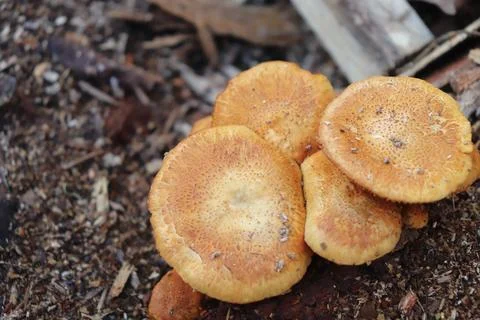 Mushrooms Stock Photos